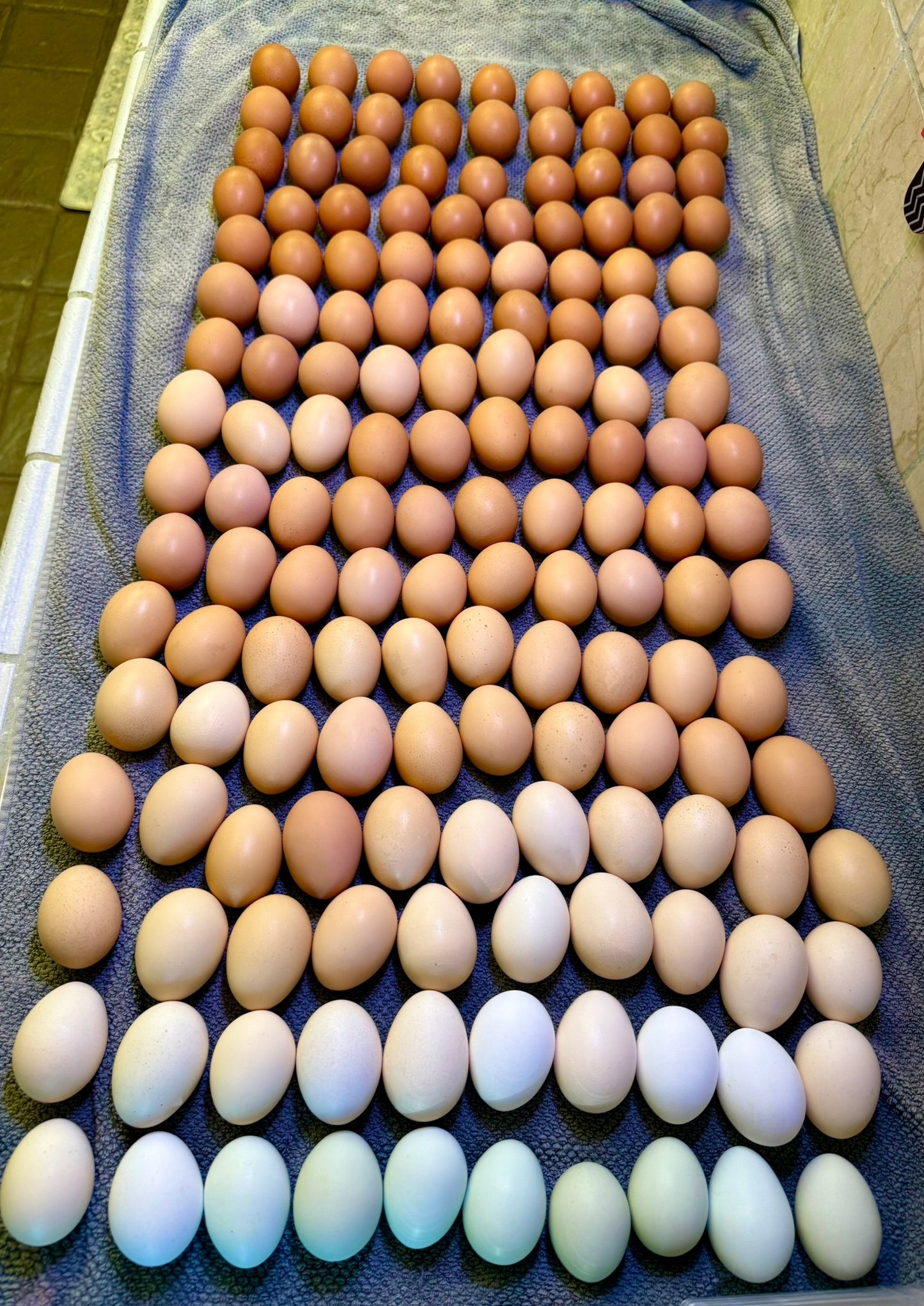 Farm-To-Door Egg Subscription