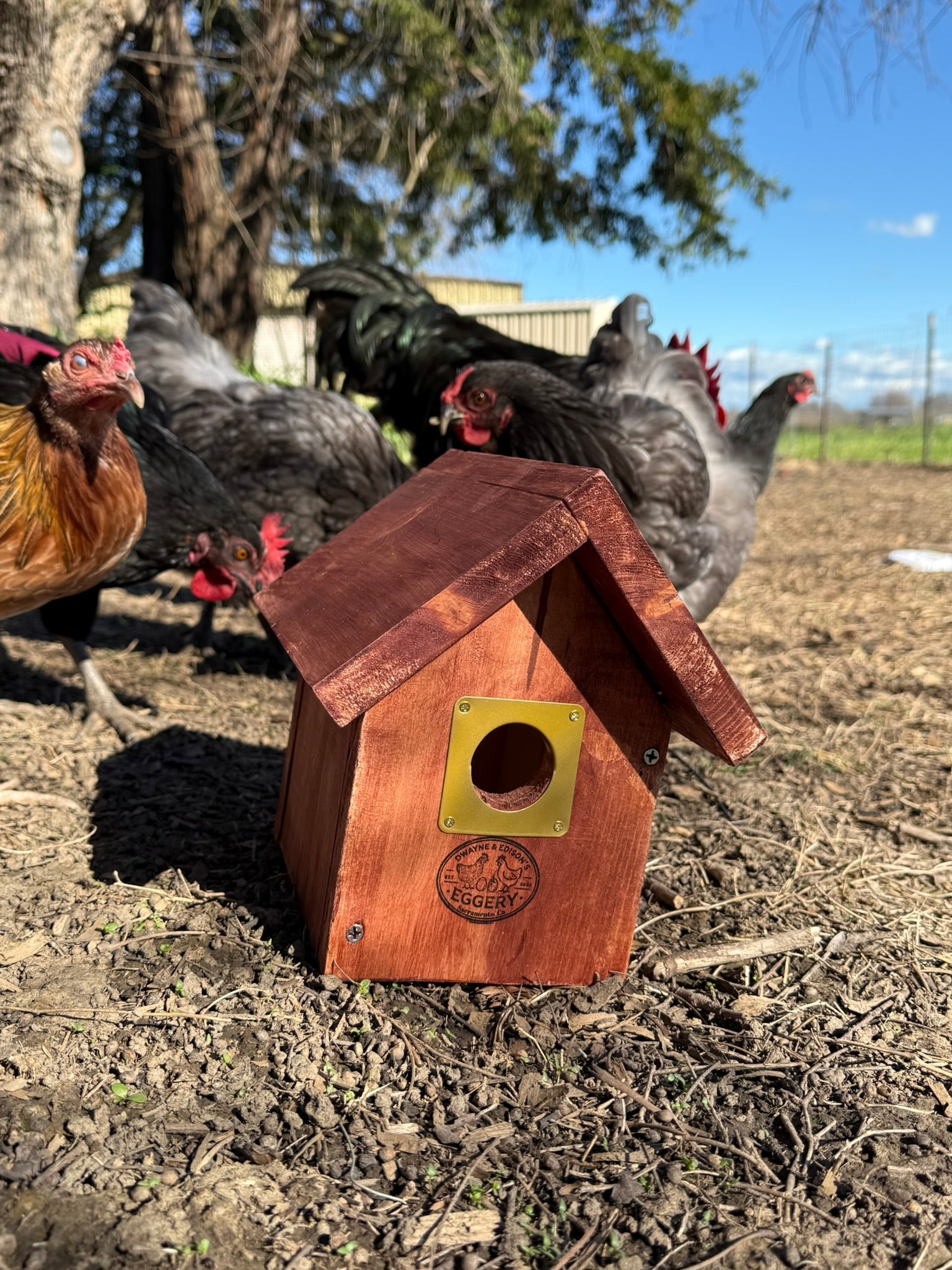 Chicken Approved