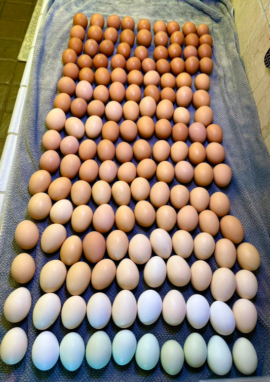 Farm Variety Pack – 2 Dozen Chicken Eggs + 48 Quail Eggs