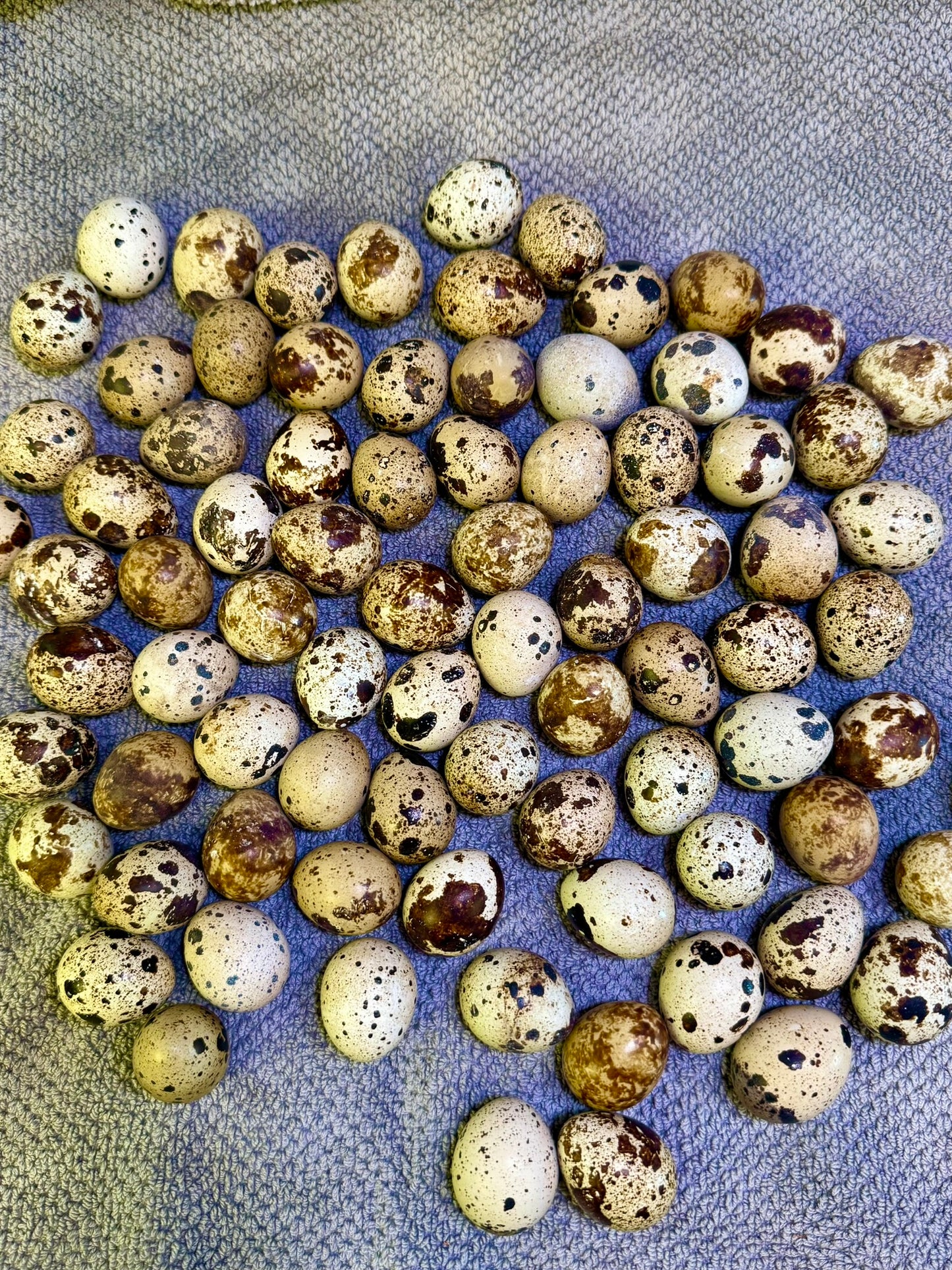 🥚 Quail Eggs – 66-Pack (One-Time Delivery)